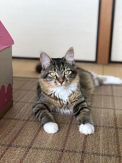 たまちゃん😽