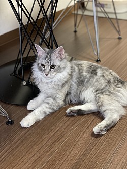 すずちゃん😽