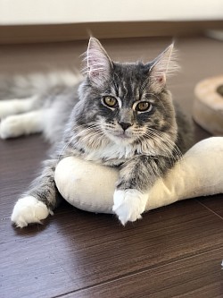 ももちゃん😽