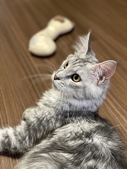 むぎちゃん😽