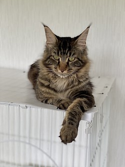 ニャン三郎😺