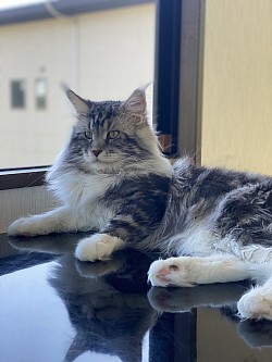 ニャン太郎😺
