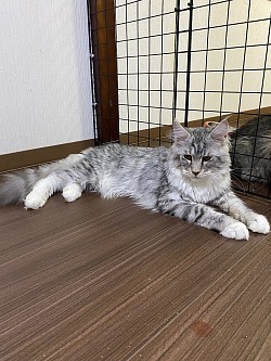 ニャン四郎😺
