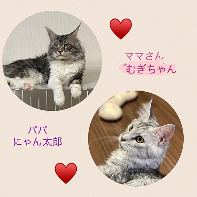 9月初旬　出産予定❣️ 済み