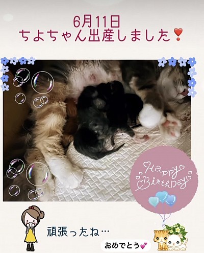 2023年6月11日　ちよちゃん　出産しました❣️