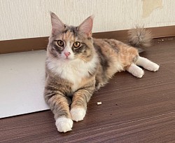 ちよちゃん😸