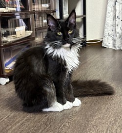 くるみちゃん😽