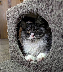 ニャン五郎😼