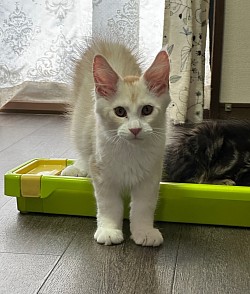 2023年6月3日生まれ　カメオタビーの男の子　成約済み