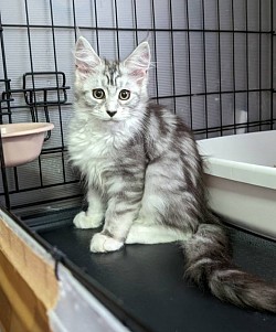 モネちゃん😸