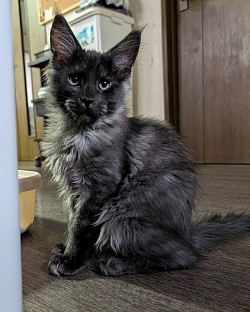 にゃん七郎😼