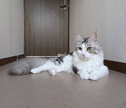 はっぴくん😼